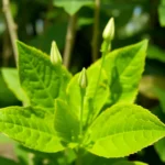 san-dionisio-yauhquemehcan